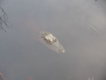 Crocodile in sea against sky