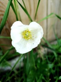 Close-up of white flowering plant