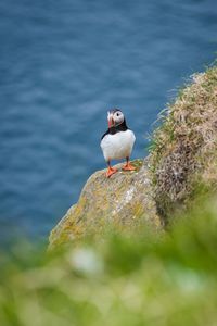 Close-up of bird perching on rock