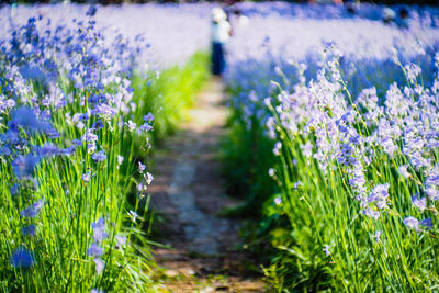 Close-up of purple flowering plants on field