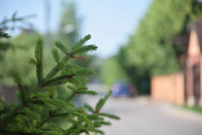 Close-up of plant in city