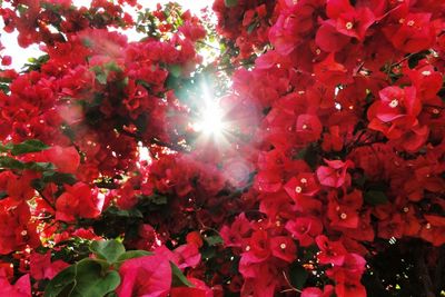 Low angle view of blooming tree against bright sun