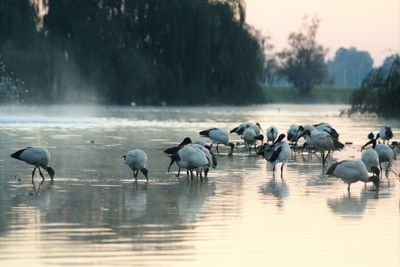 Birds in calm water