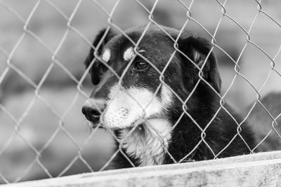 Close-up of dog looking through chainlink fence