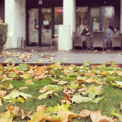 Surface level of dry leaves in city