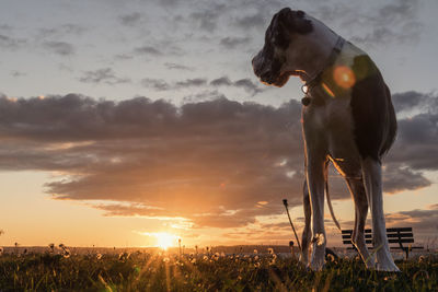 Low angle view of dog on field against sky during sunset