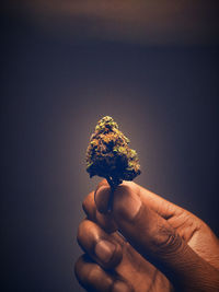 Close-up of hand holding leaf against white background