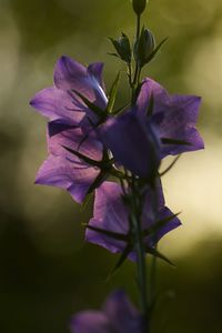 Close-up of purple flowers