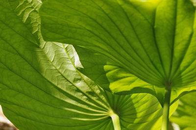 Close-up of green leaves