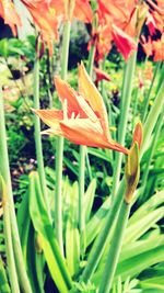 Close-up of day lily blooming outdoors