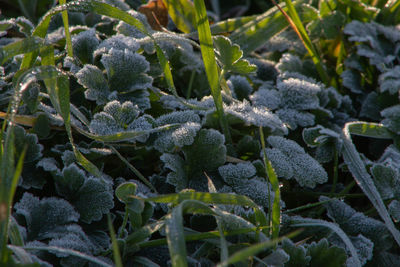 Full frame shot of plants on snow field