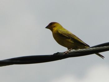 Low angle view of bird perching