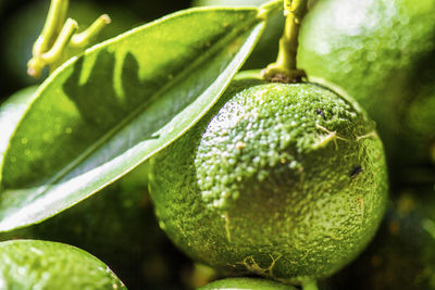 Close-up of lemon growing on plant