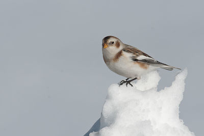 Close-up of bird perching on snow