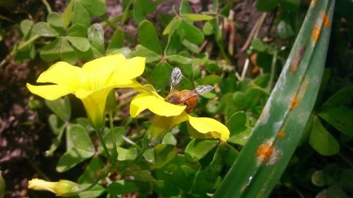 Close-up of insect on flower