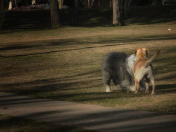 View of a dog on field