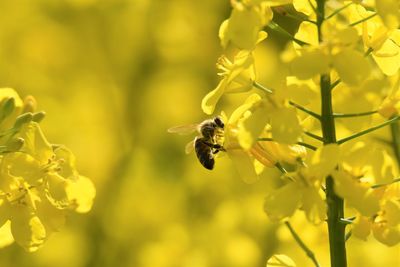 Close-up of bee pollinating on yellow flower