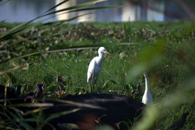 View of egrets in field