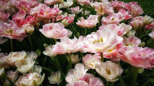 Close-up of pink flowers