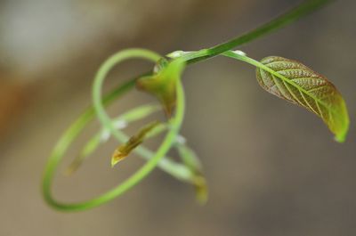 Close-up of green plant