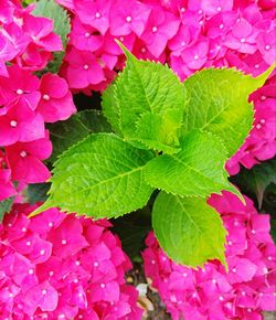 Close-up of pink flowers