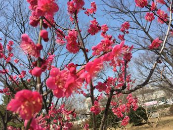 Low angle view of pink flowers blooming on tree