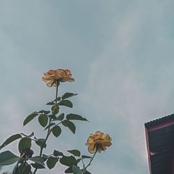 Low angle view of flowering plant against sky