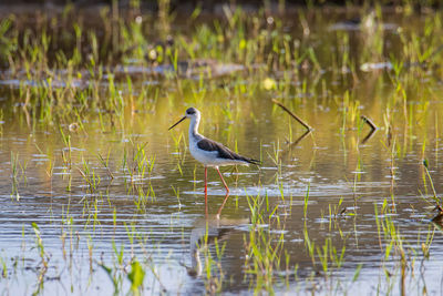 Bird in a lake