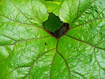 Close-up of water drops on leaves