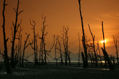 Dead trees against sky during sunset