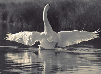 Swan swimming in lake