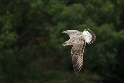 Close-up of eagle flying against blurred background