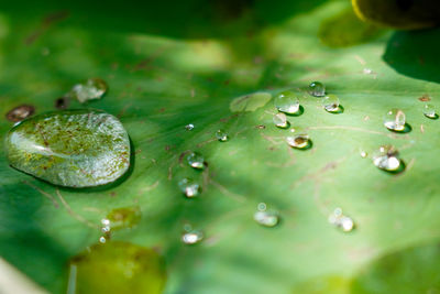 Close-up of water drops on plant leaves