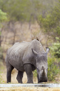 White rhinoceros standing on field