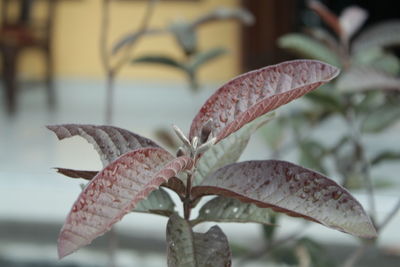 Close-up of red flowering plant