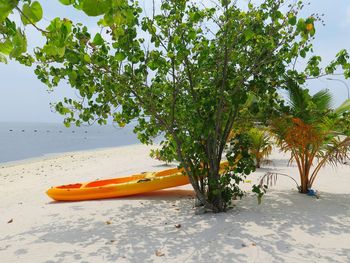 Tree on beach against sky