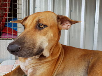 Close-up of a dog looking away