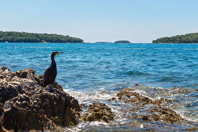 Bird perching on rock by sea against clear sky