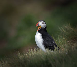 Close-up of bird on rock