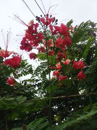 Low angle view of flowering plants against sky