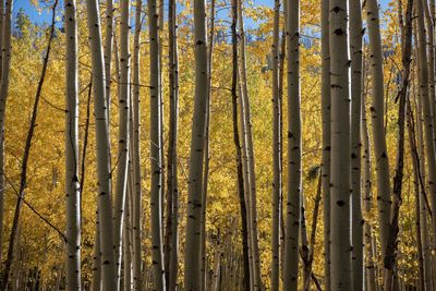Full frame shot of bamboo trees in forest