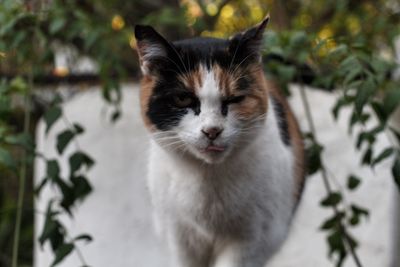 Close-up portrait of a cat