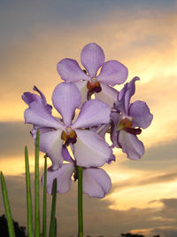 Close-up of flowers blooming against sky