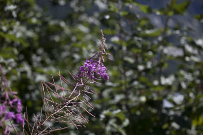 Close-up of purple flowering plant