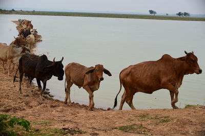 Cows standing in a field