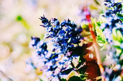 Close-up of purple flowering plant