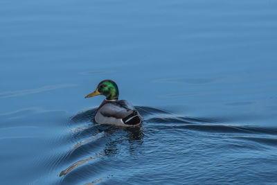 Duck swimming in lake