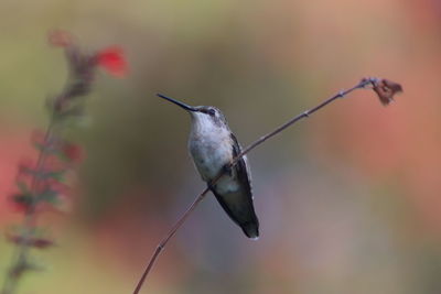 Close-up of bird perching on twig