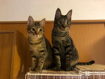 Portrait of cats sitting against wall