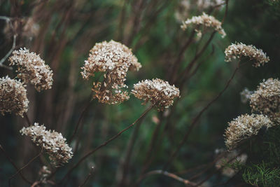 Close-up of flowers blooming outdoors